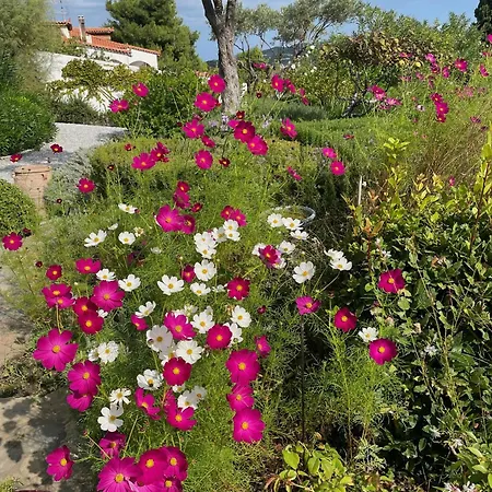 Konukevi Athena Skiathos