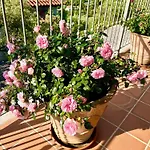 Athena Skiathos بيت ضيافة 4*