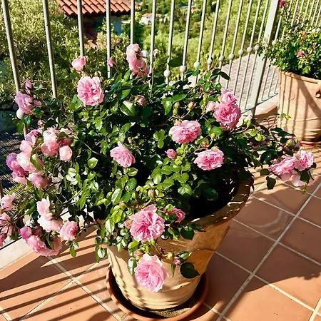 Athena Skiathos Pensjonat 4*